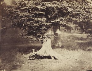 The Beech Tree, cca 1855-7 (č/b foto) od Gustave Le Gray