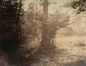 Stromová studie, Forest of Fontainebleau, ca. 1856. od Gustave Le Gray