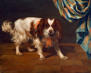 King Charles španěl (olej na panelu) od Gysbert van de Kuyl