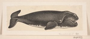 Velryba od H. C. Henneberg