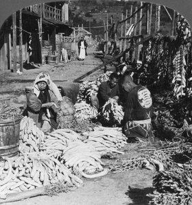 Třídění a balení daikon japonských ředkviček na nábřeží, Atami, Japonsko, 1906