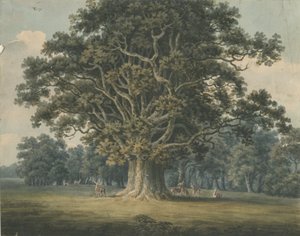 Needwood - Swipcar Oak: malba akvarelem a [? počátek 19. století] od H Moore