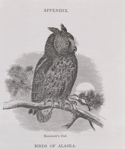 Kennicotts Owl, from Aljaška and its Resources, William H. Dall, rytý H. H. Nicholls, pub. 1870