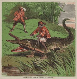Soudruh Petera Wilkinse chytá aligátora (barevná litografie) od after Hablot Knight Browne