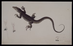 Monitor „Lacerta Gudua“, ze sbírky Francise Buchanana, kolem roku 1804 (akvarel a pero a inkoust na papíře) od Haludar