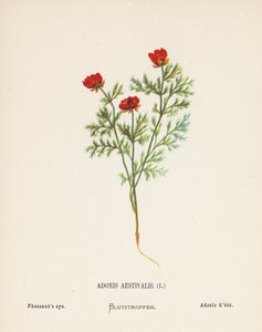 Divoké květiny Svaté země: Adonis Aestivalis; Bažantí oko (kolorovaná rytina)