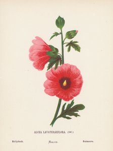 Divoké květiny Svaté země: (kolorovaná rytina): Alcea Lavateraeflora; Hollyhock (kolorovaná rytina)