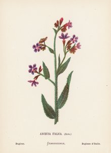 Divoké květiny Svaté země: Bugloss (kolorovaná rytina): Anchusa Italica, Retz; Bugloss (kolorovaná rytina)