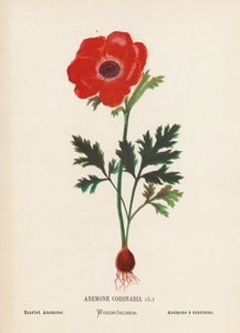 Divoké květiny Svaté země: (kolorovaná rytina): Anemone Coronaria; Scarlet Anemone (sasanka šarlatová)