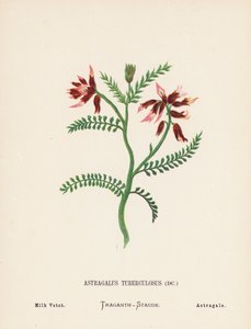 Divoké květiny Svaté země: (kolorovaná rytina): Astragalus Tuberculosus; Vetch mléčný (barevná rytina)