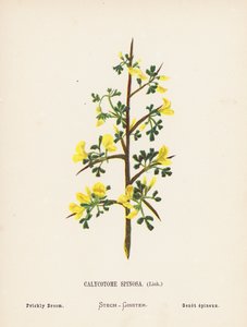 Divoké květiny Svaté země: (kolorovaná rytina): Calycotome Spinosa, Link; košťál pichlavý (kolorovaná rytina)