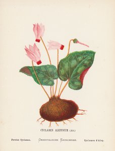 Divoké květiny Svaté země: (kolorovaná rytina): Cyclamen Aleppicum, Ait; Cyclamen perský (kolorovaná rytina)