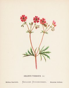 Divoké květiny Svaté země: (kolorovaná rytina): Geranium Tuberosum; Bulbous Craw