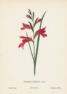 Divoké květiny Svaté země: (kolorovaná rytina): Gladiolus Aleppicus, Boiss; Mečová vlajka (kolorovaná rytina)