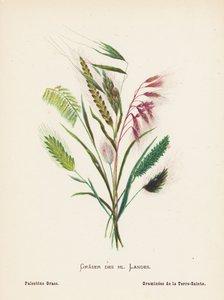 Divoké květiny Svaté země: Graser des hl Landes; Palestine Grass (kolorovaná rytina)