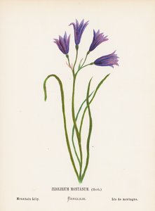 Divoké květiny Svaté země: Ixiolirium Montanum, bylina; horská lilie (kolorovaná rytina)