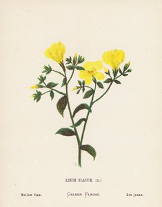 Divoké květiny Svaté země: Linum Flavum; Žlutý len (kolorovaná rytina)