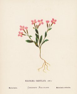 Divoké květiny Svaté země: (kolorovaná rytina): Malcolmia Crenulata; Malcolmia (kolorovaná rytina)