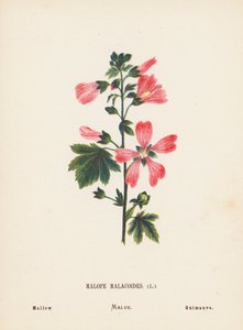 Divoké květiny Svaté země: Malope Malacoides; Mallow (kolorovaná rytina)