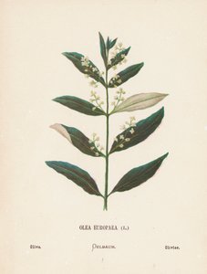 Divoké květiny Svaté země: (kolorovaná rytina): Olea Europaea; Olive (barevná rytina)