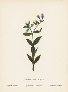Divoké květiny Svaté země: Onosma Syriacum; Syrian Onosma (kolorovaná rytina)