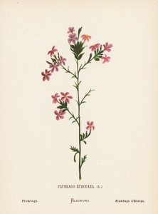 Divoké květiny Svaté země: Plumbago Europaea; Plumbago (kolorovaná rytina)