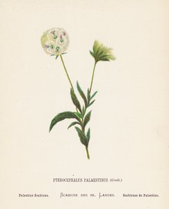 Divoké květiny Svaté země: (kolorovaná rytina): Pterocephalus Palaestinus, Coult; Palestine Scabious (barevná rytina)
