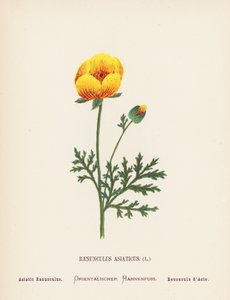 Divoké květiny Svaté země: Ranunculus Asiaticus; Ranunculus Asiaticus (kolorovaná rytina)