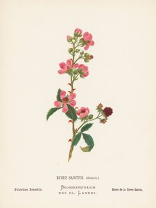 Divoké květiny Svaté země: (kolorovaná rytina): Rubus Sanctus, Schreb; Palestine Bramble (kolorovaná rytina)