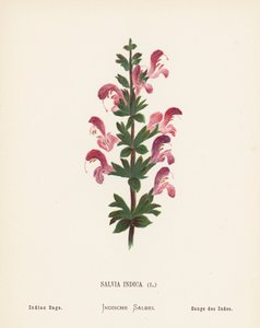 Divoké květiny Svaté země: (kolorovaná rytina): Salvia Indica (šalvěj indická)