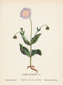 Divoké květiny Svaté země: (kolorovaná rytina): Scabiosa Palaestina; Palestine Scabious (barevná rytina)