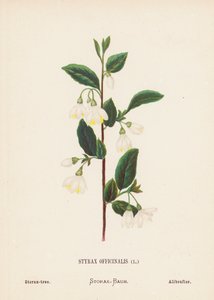 Divoké květiny Svaté země: (kolorovaná rytina): Styrax Officinalis; Storax-tree (kolorovaná rytina)