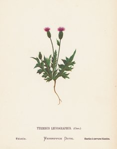 Divoké květiny Svaté země: (kolorovaná rytina): Tyrimnus Leucographus, Cass; Thistle (kolorovaná rytina)