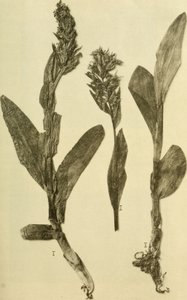 Letopisy K.K. Přírodovědné dvorské muzeum (1914) (18196503932) od Hans Fleischmann