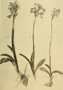 Letopisy K.K. Přírodovědné dvorské muzeum (1914) (18201357971) od Hans Fleischmann