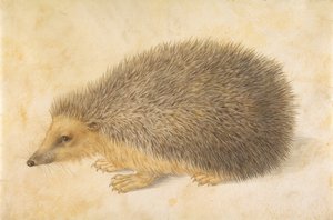 Ježek Erinaceus roumanicus, před rokem 1584.