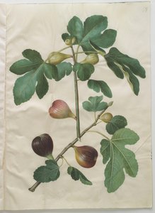 Ficus carica z alba Gottorfer Codex, c.1650 (kvaš na pergamenu)