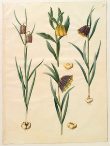Fritillaria meleagris z alba Gottorf Codex, c.1650 (kvaš na pergamenu)