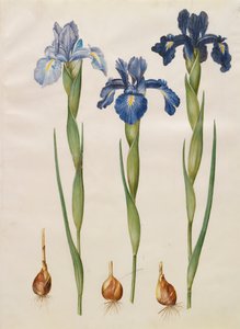 Iris xiphiodes z alba Gottorfer Codex, c.1650 (kvaš na pergamenu)