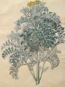 Jacobaea maritima z alba Gottorfer Codex, c.1650 (kvaš na pergamenu)