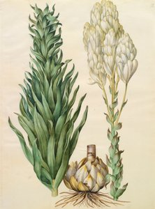 Lilium candidum monstrosum z alba Gottorfer Codex, c.1650 (kvaš na pergamenu)