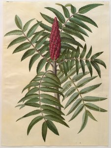 Rhus typhina z alba Gottorfer Codex, c.1650 (kvaš na pergamenu)