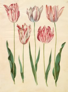 Tulipa gesneriana z alba Gottorfer Codex, c.1650 (kvaš na pergamenu)