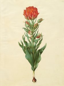 Tulipa gesneriana z alba Gottorfer Codex, c.1650 (kvaš na pergamenu)