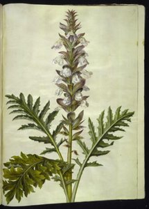 Acanthus hungaricus (hungarsk akantus) od Hans Simon Holtzbecker