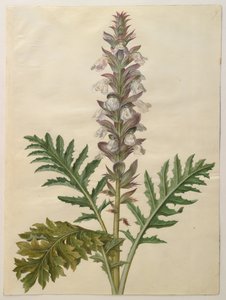 Acanthus mollis od Hans Simon Holtzbecker