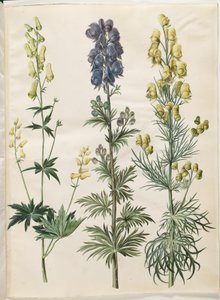 Aconitum lycoctonum (bouřlivák nordisk); Aconite napellus (Ægte stormhat); Aconite anthora (finbladet stormhat) od Hans Simon Holtzbecker