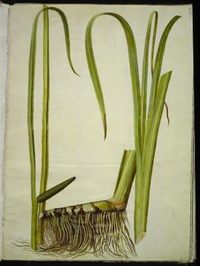 Acorus kalmus (almindelig kalmus) od Hans Simon Holtzbecker