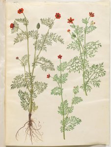 Adonis roční (høst-adonis); Adonis léto (sommer-adonis) od Hans Simon Holtzbecker