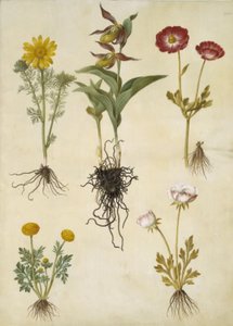 Vernal Adonis (vår-adonis); Cypripedium calceolus (stor fruesko); Asijský pryskyřník (have-ranunkel); Buttercup (art af ranunkel) od Hans Simon Holtzbecker